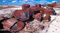 Petrified Forest National Park Tours